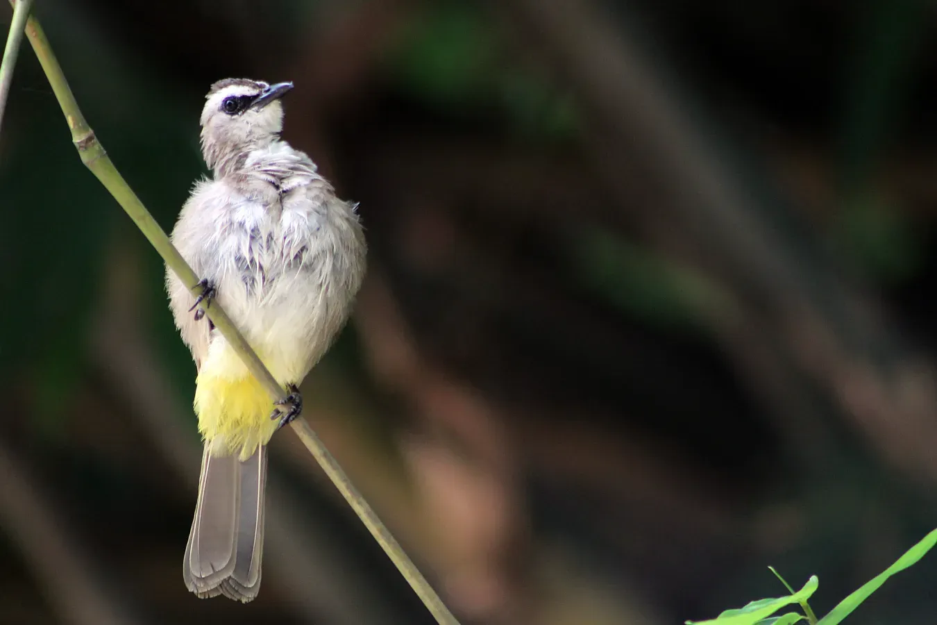 File:Merbah Cerukcuk (Pycnonotus goiavier).jpg