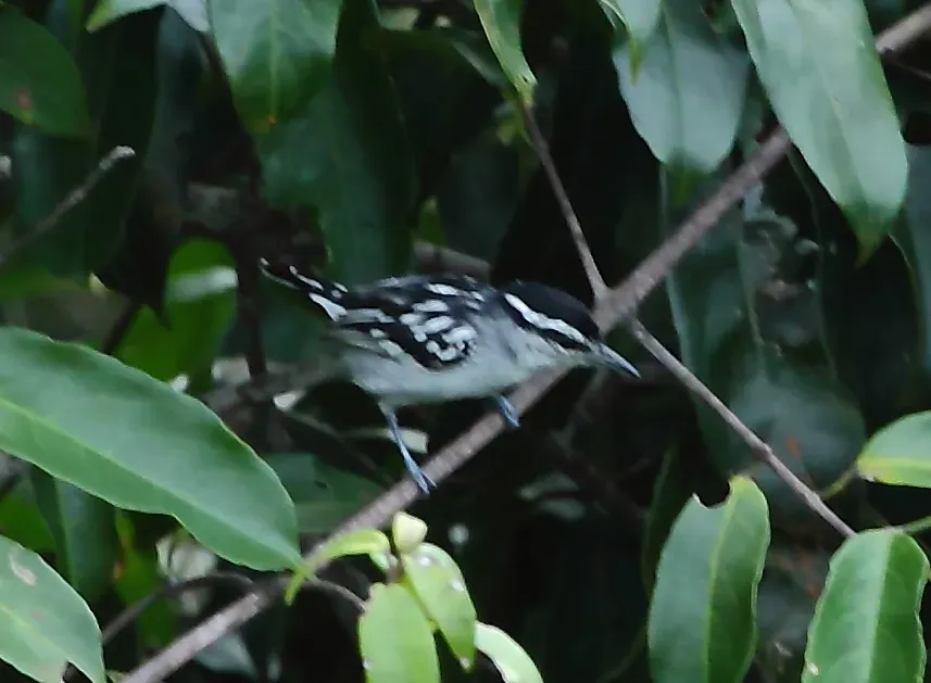 File:Herpsilochmus dorsimaculatus - Spot-backed antwren (male).jpg