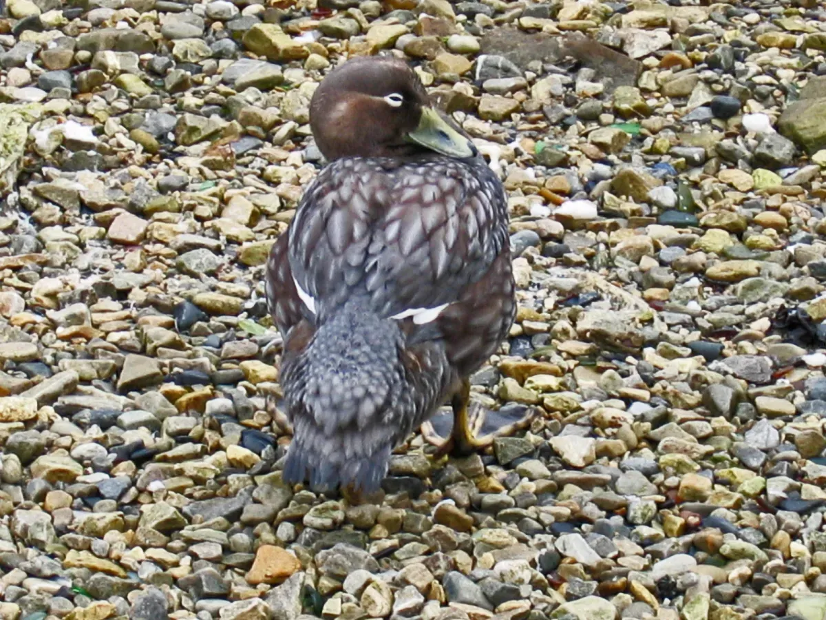 File:Tachyeres brachypterus.jpg