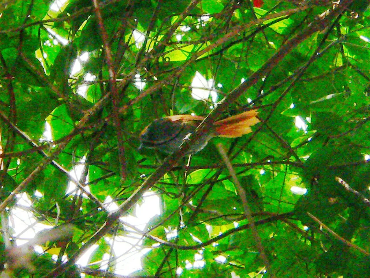 File:Bahia Spinetail (Synallaxis cinerea) in vegetation, from below.jpg
