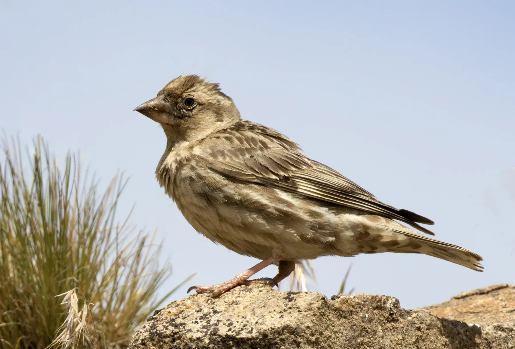File:Petronia petronia, Giresun 2017-07-07 01-1.jpg