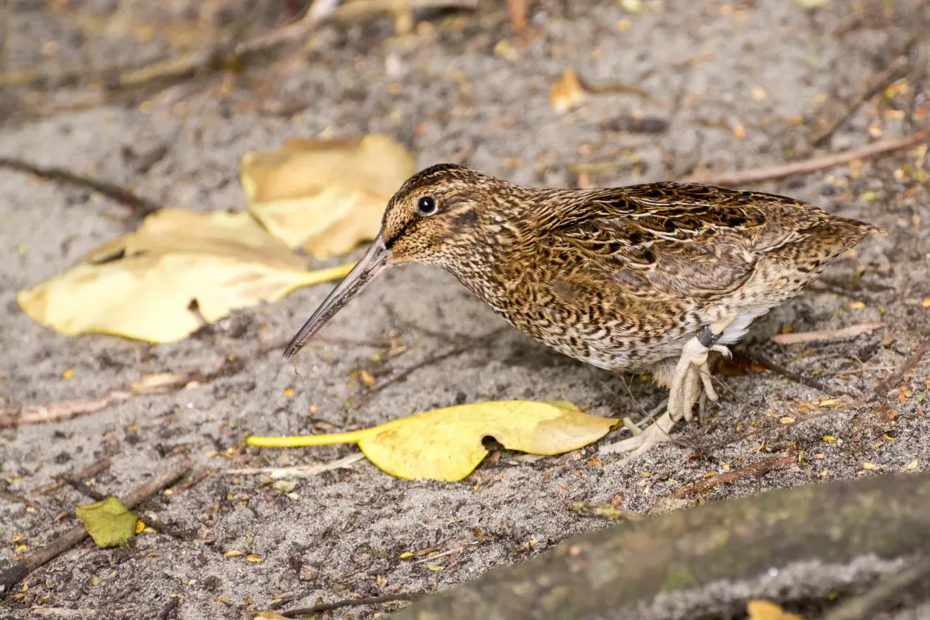 File:Snares snipe, tutukiwi Coenocorypha huegeli.jpg