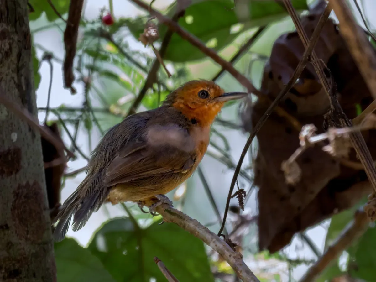 File:Cercomacroides fuscicauda - Riparian antbird (female).jpg