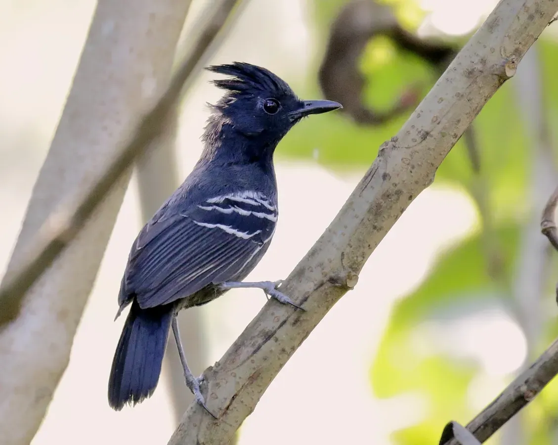File:Percnostola (Myrmoborus) lophotes - White-lined antbird.jpg