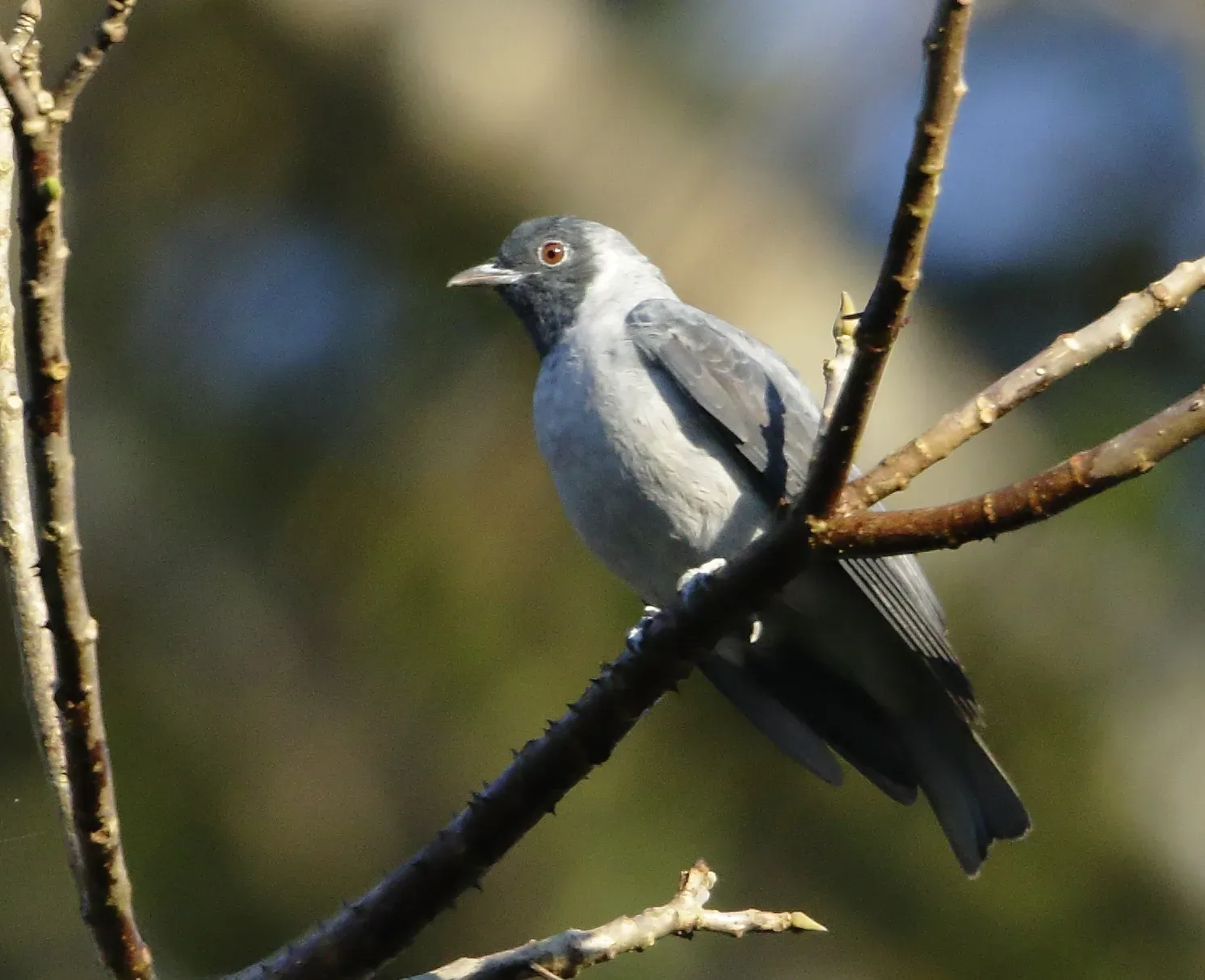 File:Conioptilon mcilhennyi - Black-faced cotinga.jpg