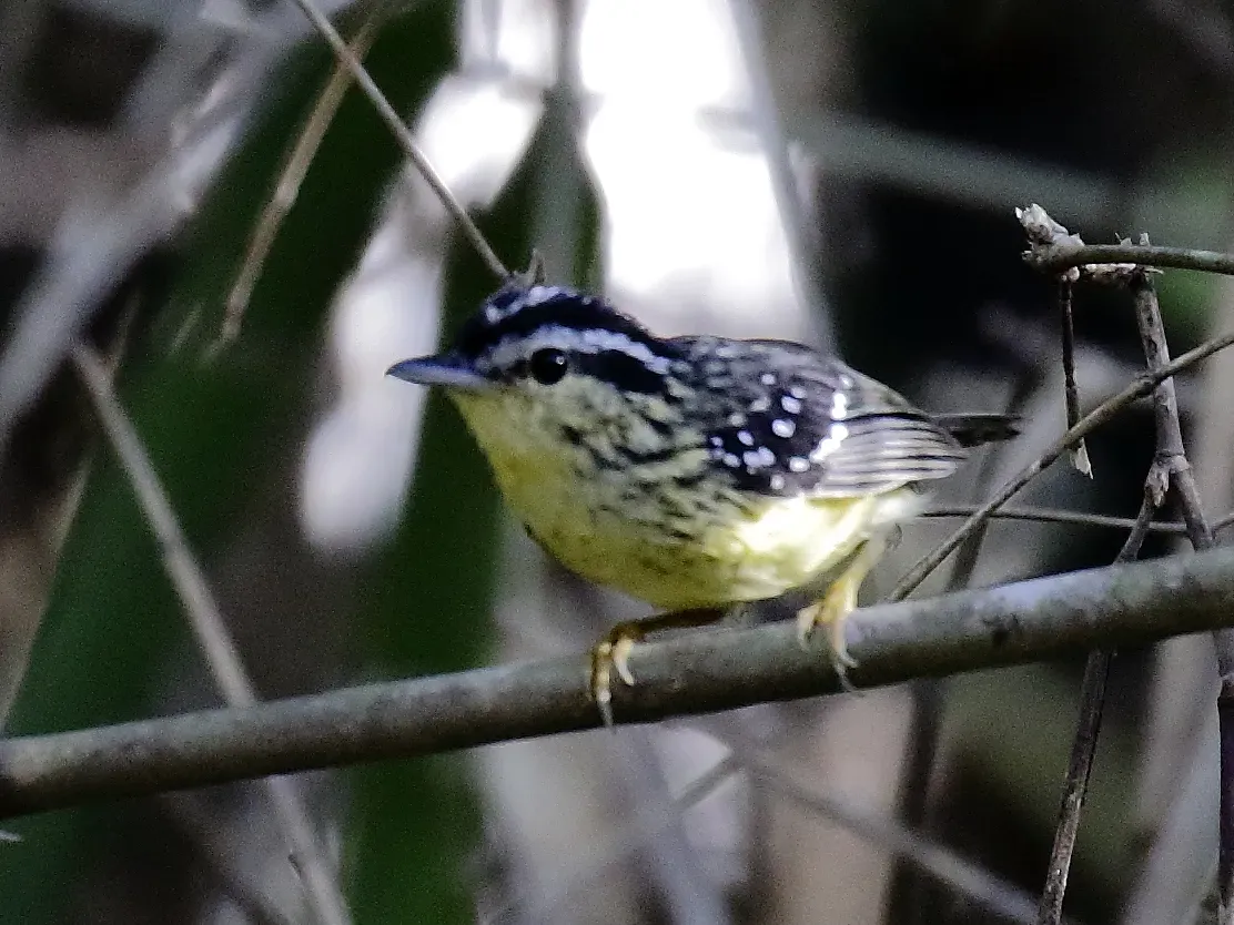 File:Hypocnemis subflava - Yellow-breasted Warbling-Antbird.jpg