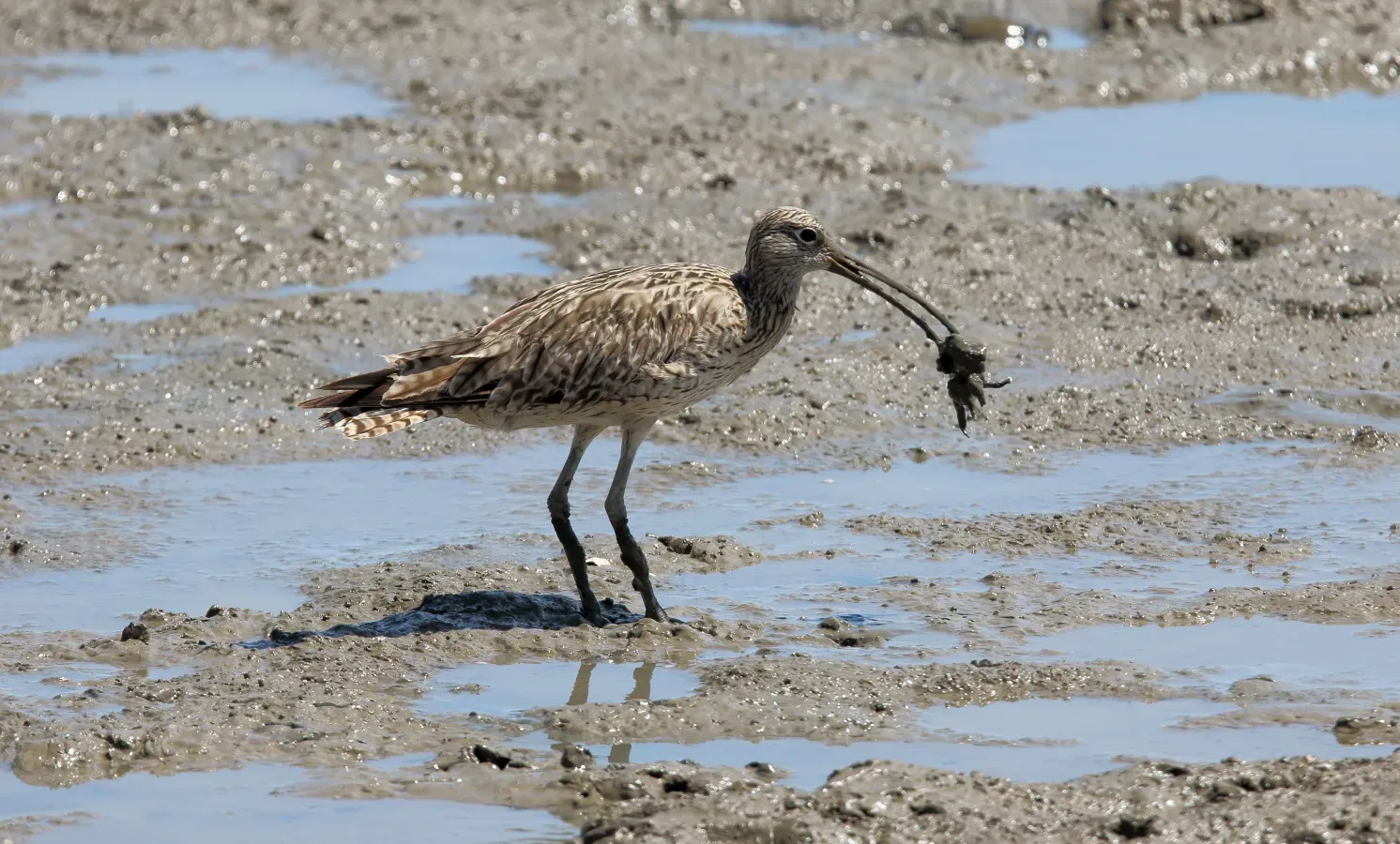 File:Far Eastern Curlew (Numenius madagascariensis) (31323832326).jpg