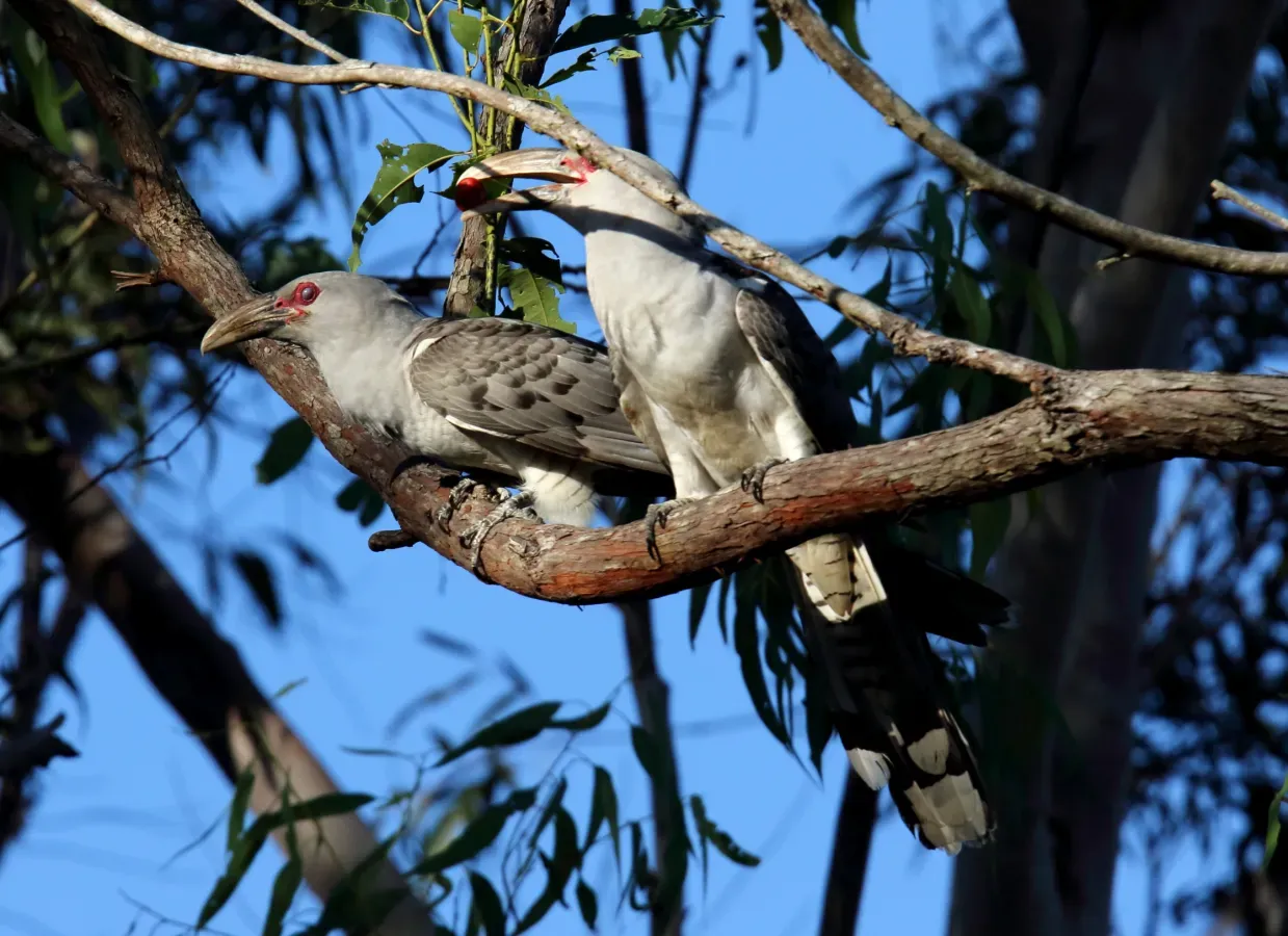 File:Channel-billed Cuckoo (Scythrops novaehollandiae) (30556020533).jpg