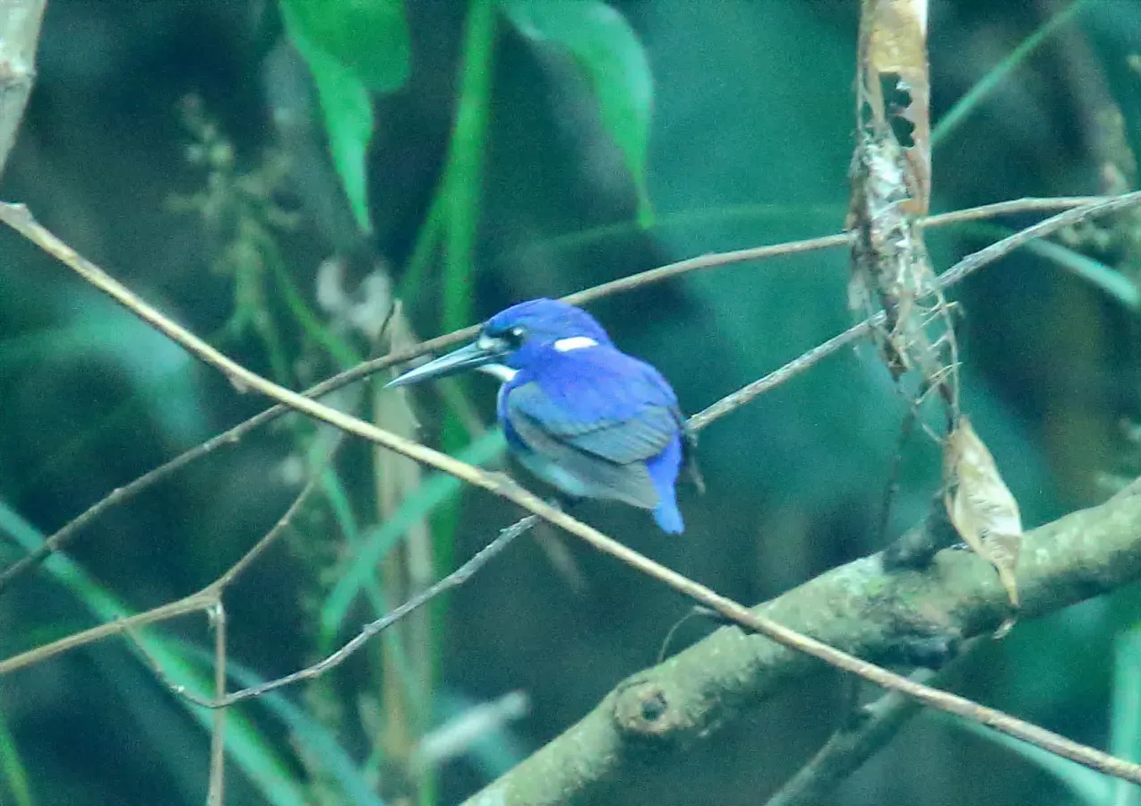 File:Little Kingfisher (Ceyx pusillus) (30552449574).jpg