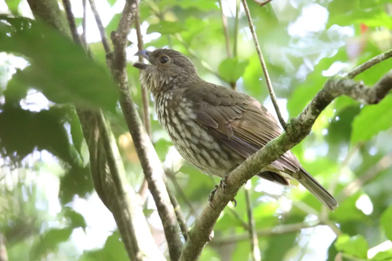 File:Tooth-billed Bowerbird (Scenopoeetes dentirostris), Australia (31379420685).jpg