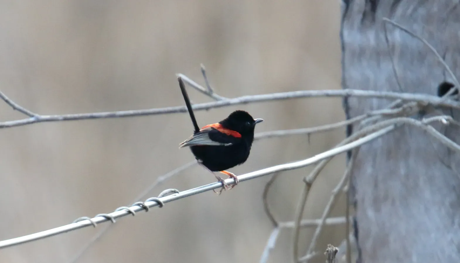 File:Red-backed Fairywren (Malurus melanocephalus) (30557798144).jpg