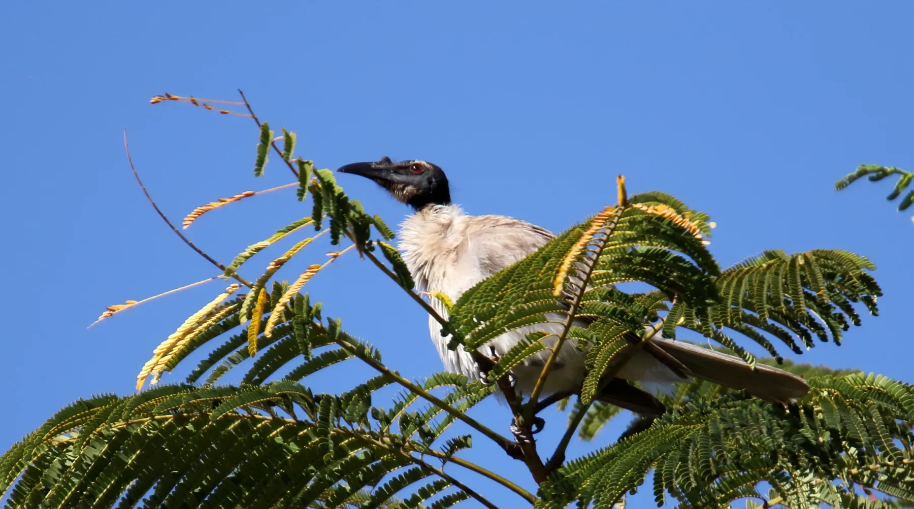 File:Noisy Friarbird (Philemon corniculatus) (30574475244).jpg
