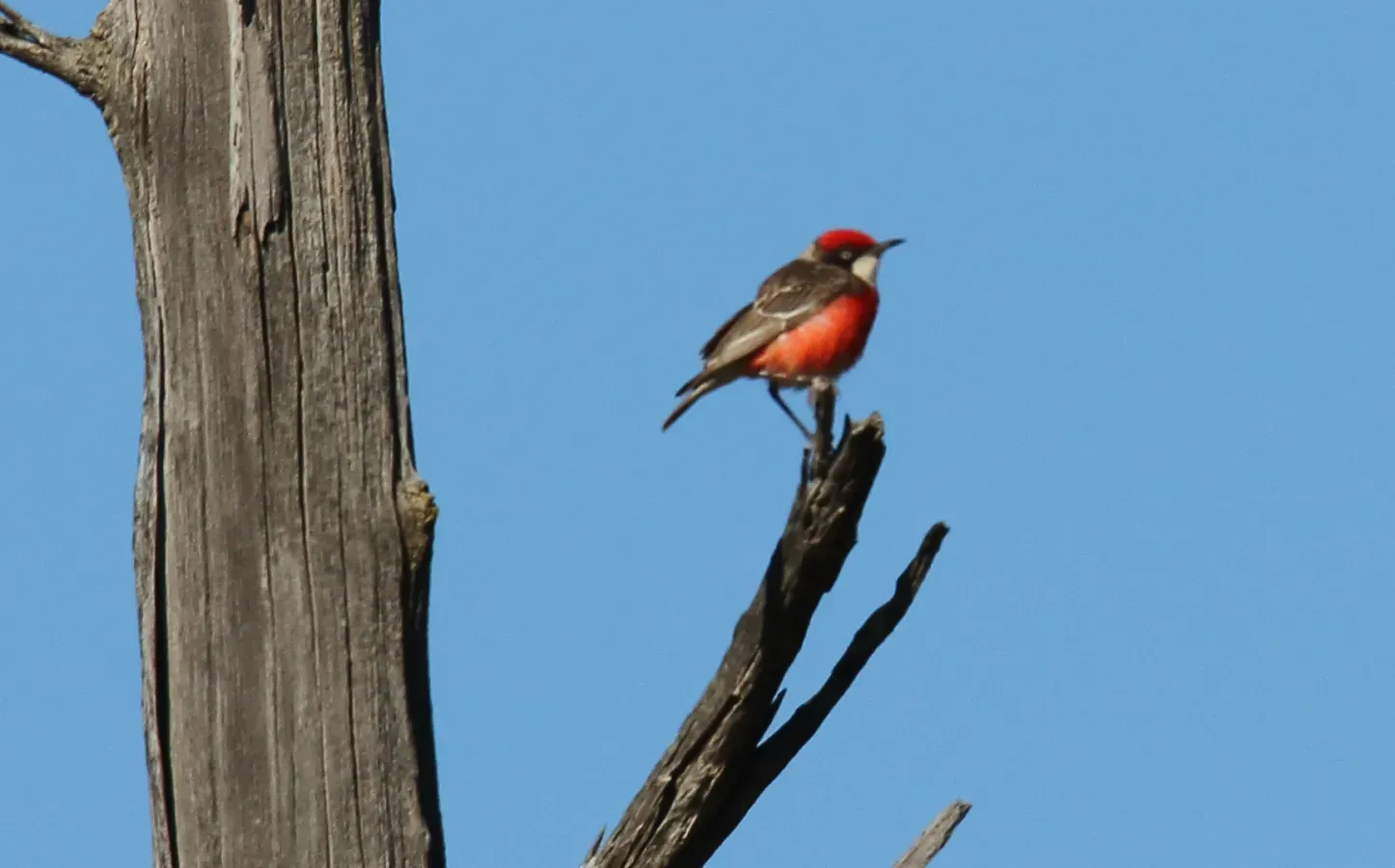 File:Crimson Chat (Epthianura tricolor) (31281102101).jpg