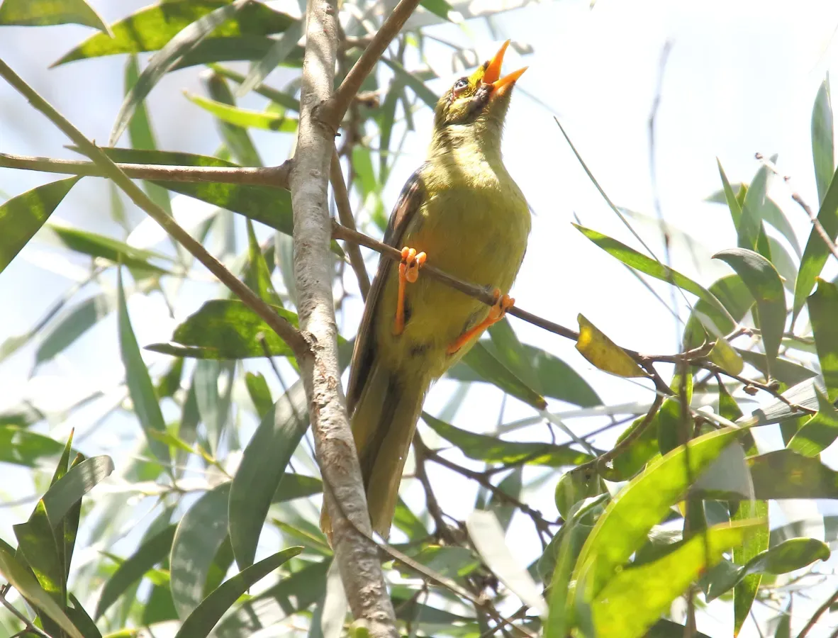 File:Bell Miner (Manorina melanophrys) (31251923512).jpg