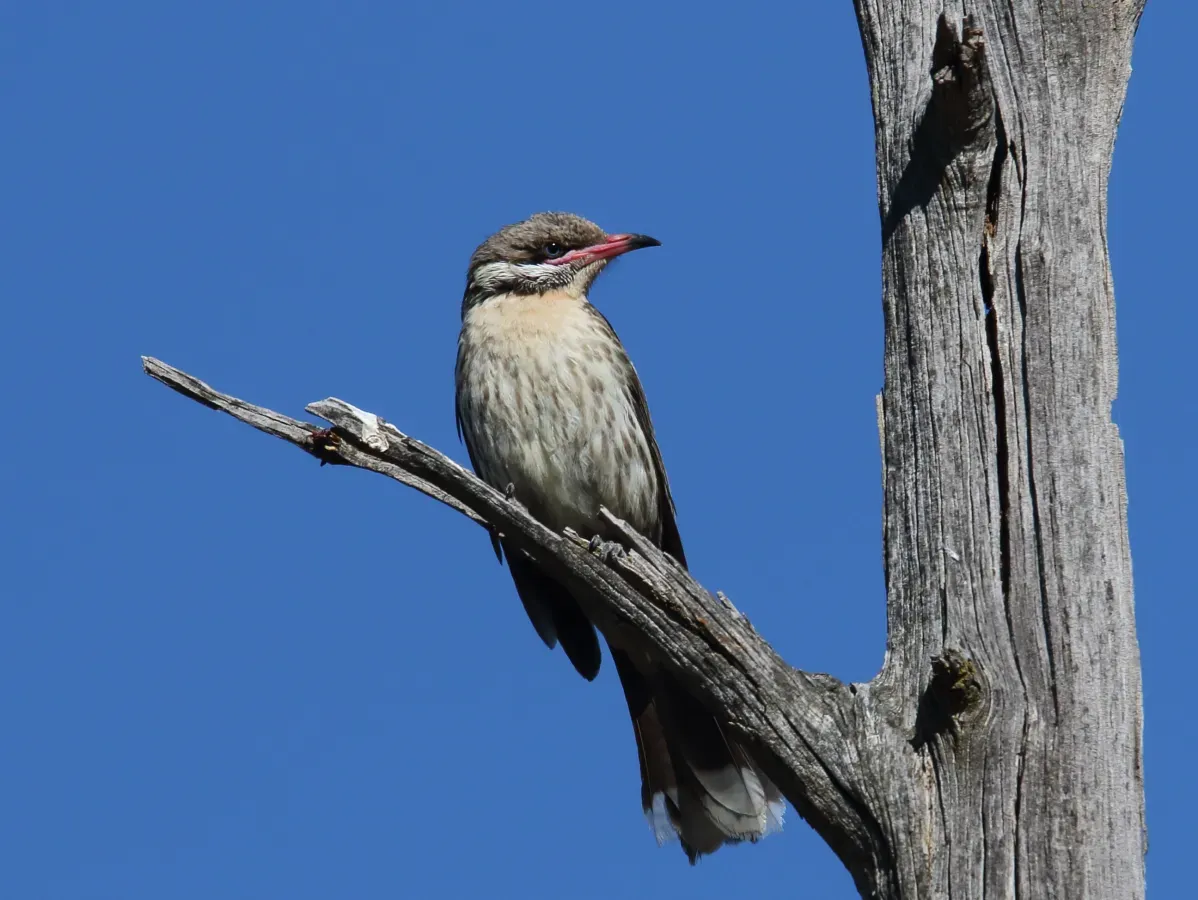 File:Spiny-cheeked Honeyeater (Acanthagenys rufogularis) (31359514736).jpg