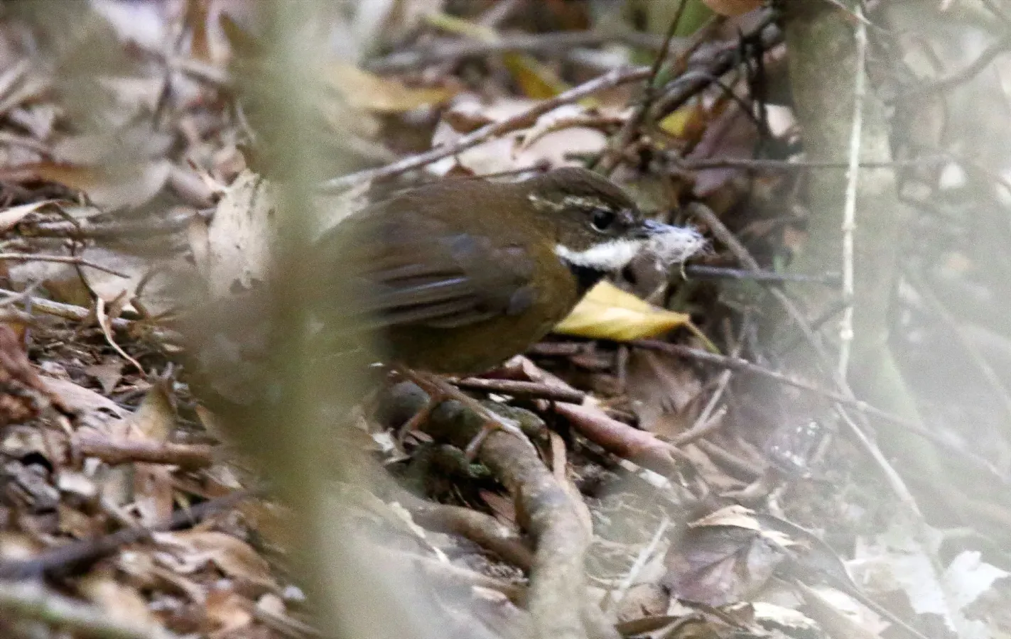 File:Fernwren (Oreoscopus gutturalis) (31401122575).jpg