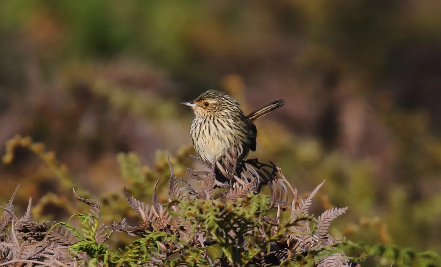 File:Striated Fieldwren (Calamanthus fuliginosus) (30580263354).jpg