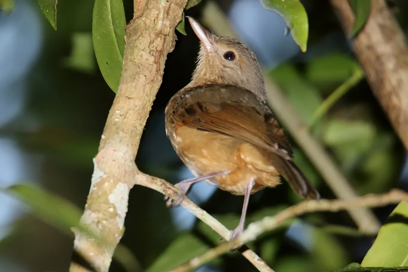File:Little Shrikethrush (Colluricincla megarhyncha) (31301484561).jpg