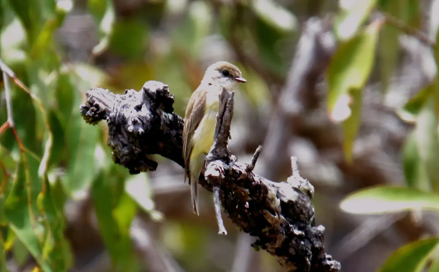 File:Lemon-bellied Flycatcher (Microeca flavigaster) (31419063075).jpg