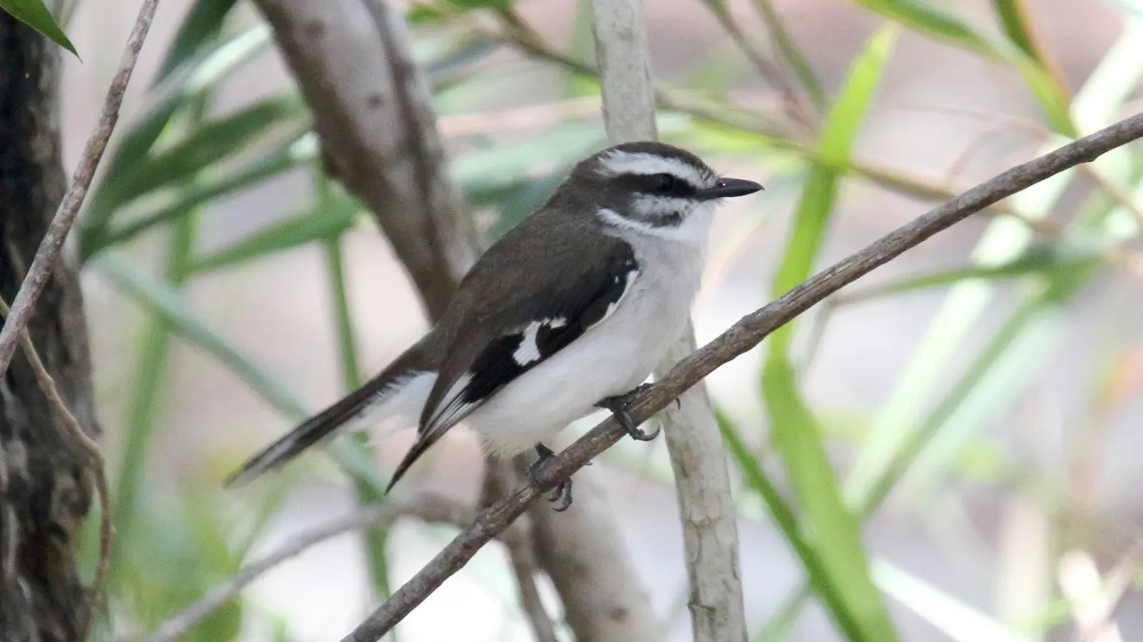 File:White-browed Robin (Poecilodryas superciliosa) (31304306071).jpg