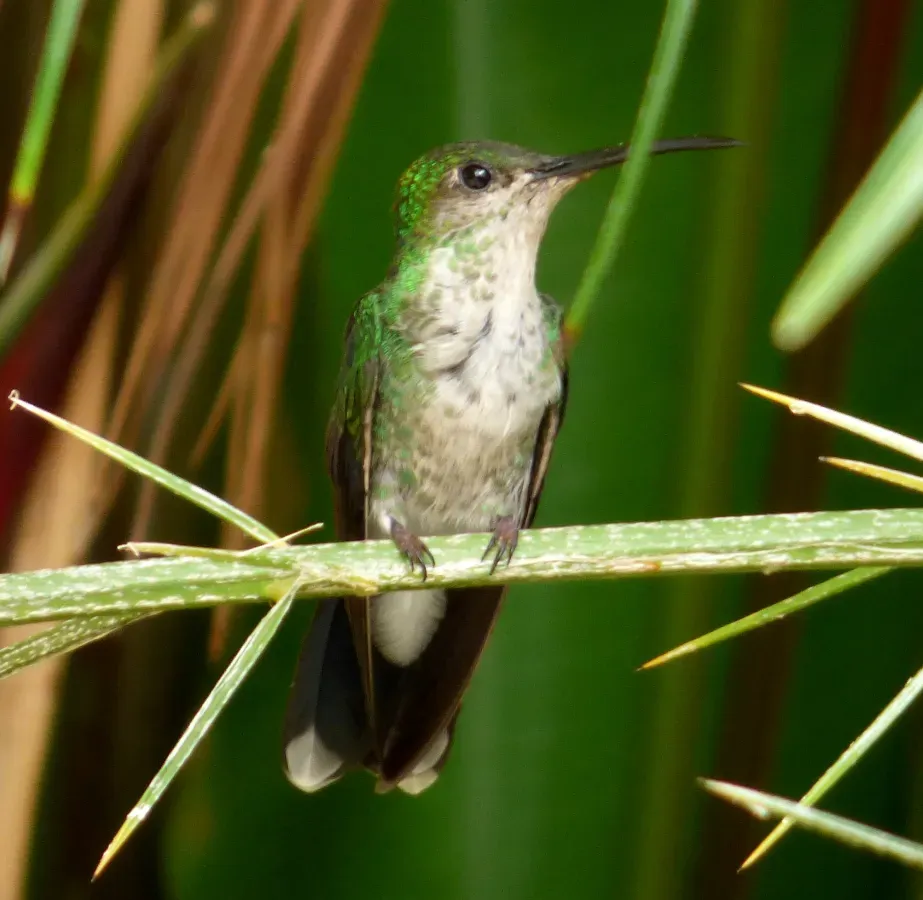 File:Chalybura buffonii (colibrí de Buffon) - hembra.jpg