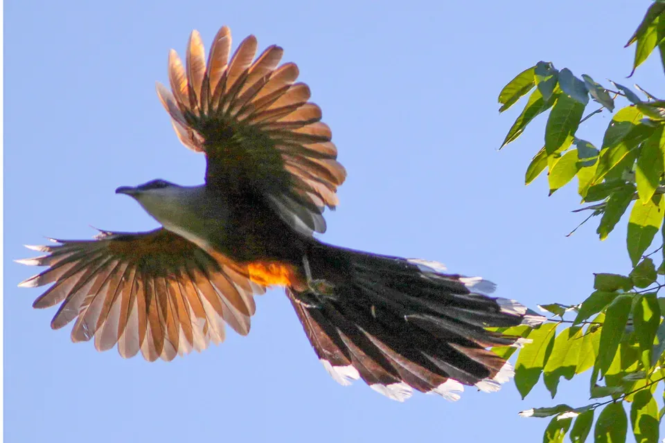 File:Chestnut-bellied Cuckoo (Coccyzus pluvialis) (8082121207).jpg