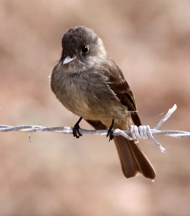 File:Hispaniolan Pewee (Contopus hispaniolensis) (8082765579).jpg
