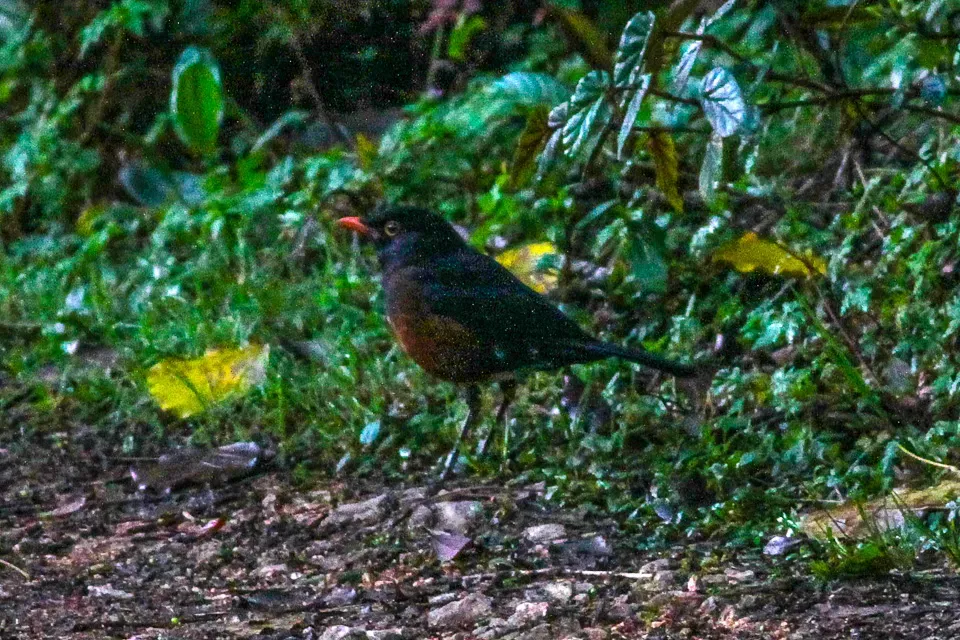 File:La Selle Thrush (Turdus swalesi) (8082785680).jpg