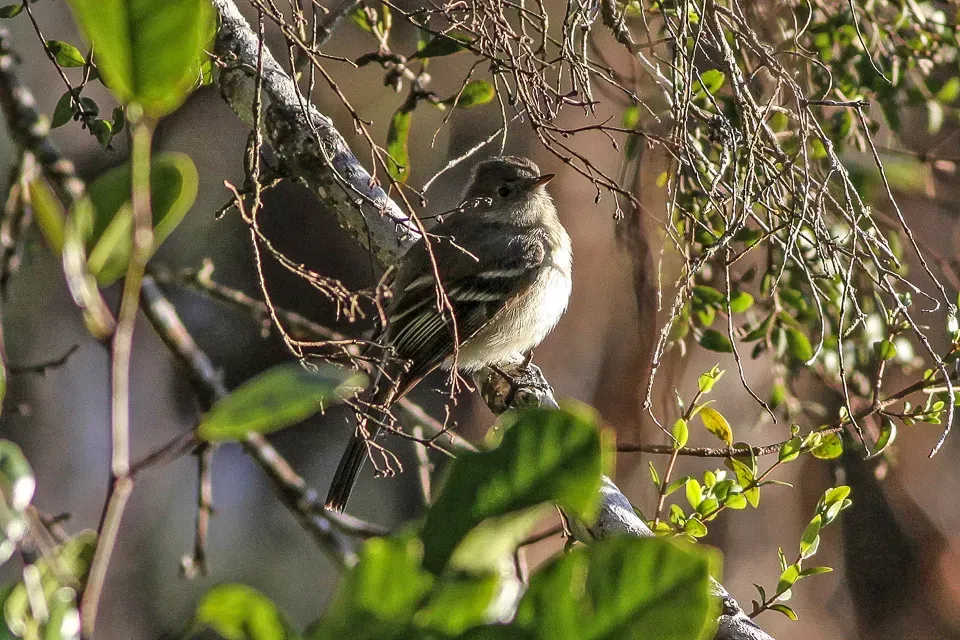 File:Greater Antillean Elaenia (Elaenia fallax) (8082788028).jpg