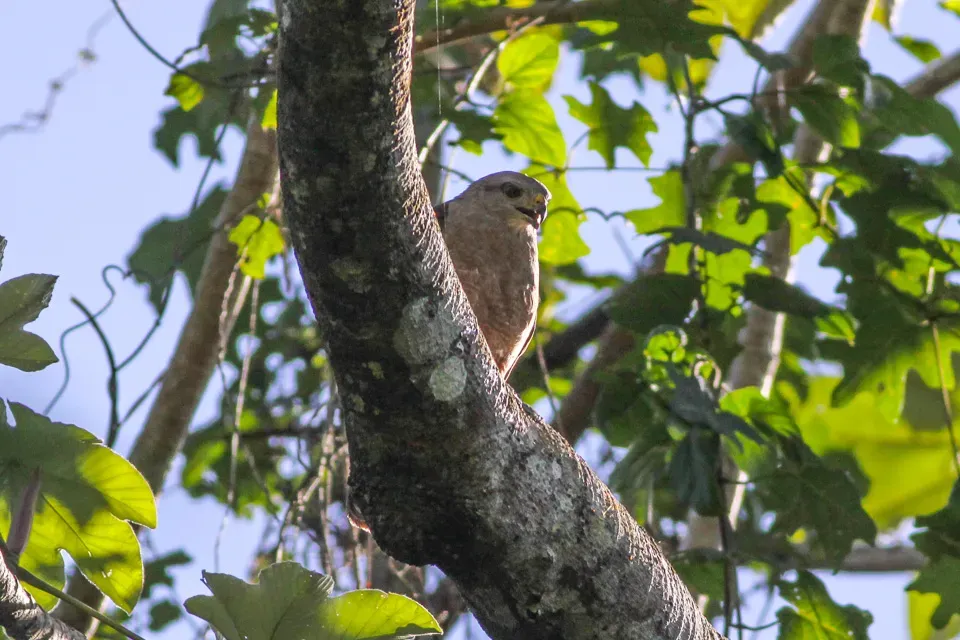 File:Ridgeway's Hawk (Buteo ridgwayi) (8082818718).jpg