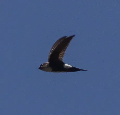 File:Antillean Palm Swift (Tachornis phoenicobia).jpg