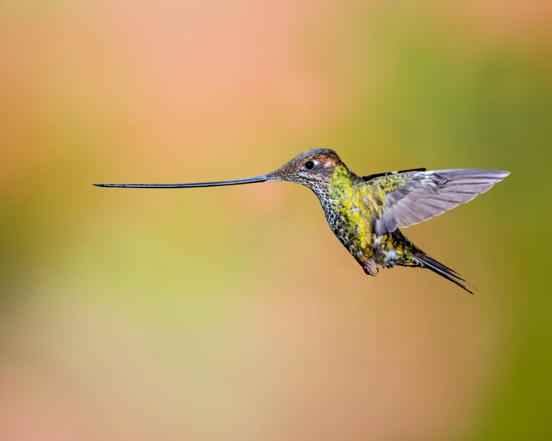 File:Ensifera ensifera (22271195865).jpg