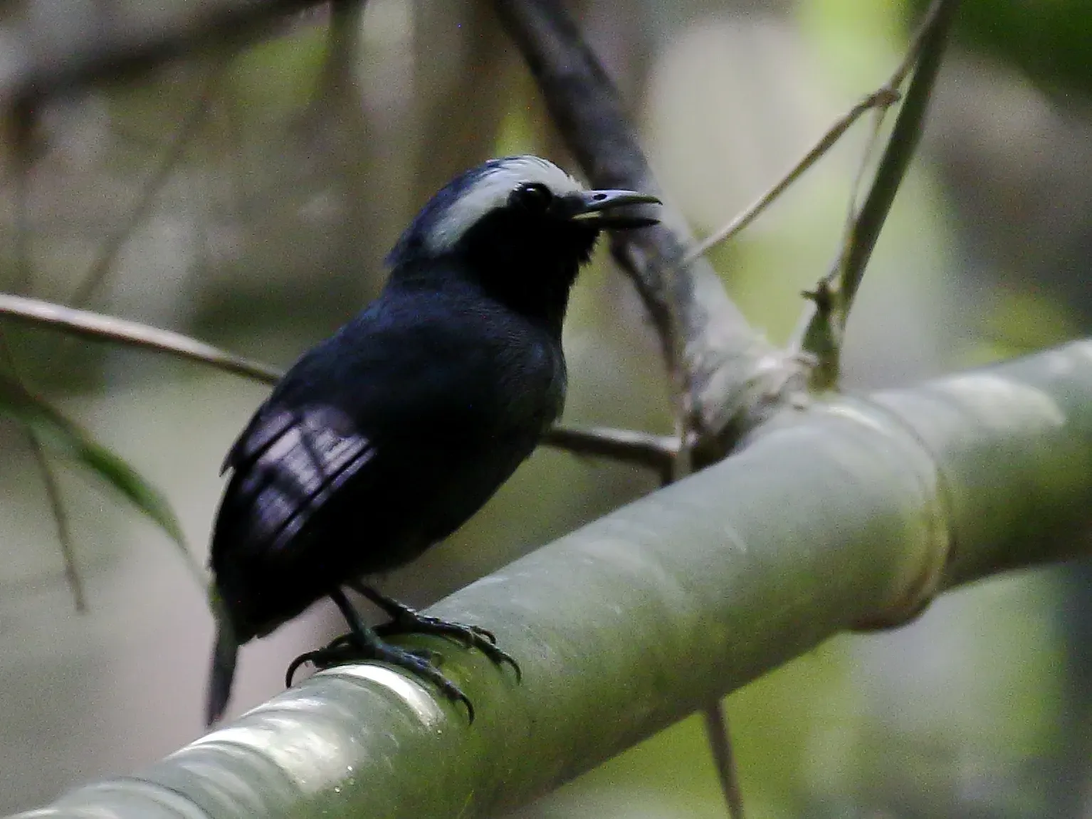 File:Myrmoborus leucophrys - White-browed antbird (male).jpg