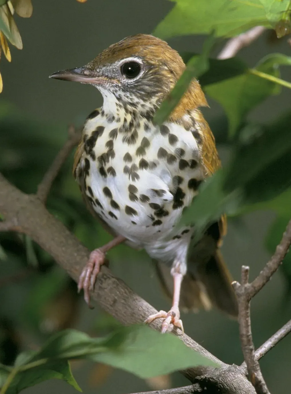 File:Hylocichla mustelina (cropped).jpg