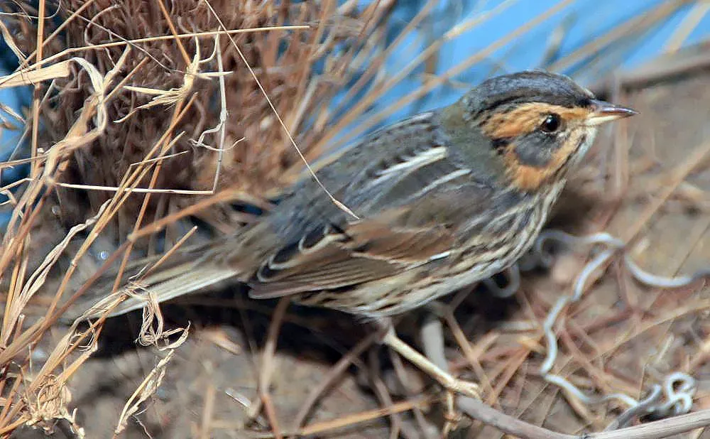 File:Ammospiza leconteii 1zz.jpg