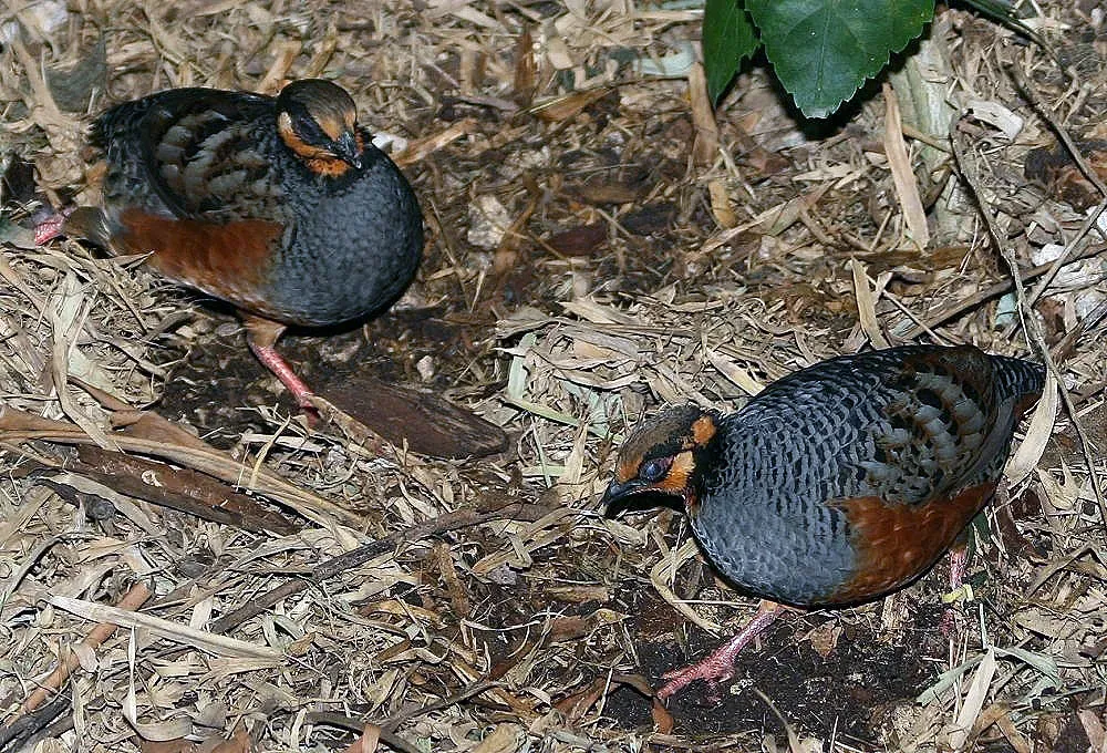 File:Arborophila javanica 0zz.jpg