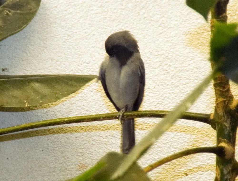 File:Schistochlamys melanopis 1zz.jpg