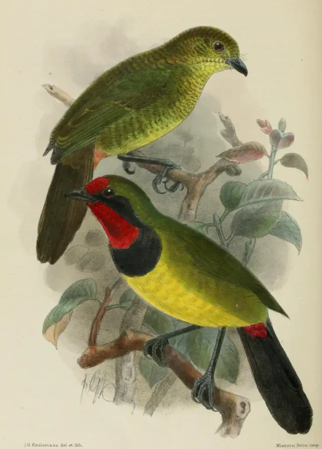 File:Telophorus dohertyi 1902.jpg