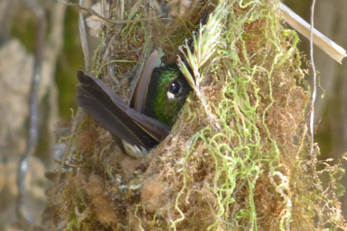File:Eriocnemis mosquera (Paramero áureo) - Flickr - Alejandro Bayer.jpg