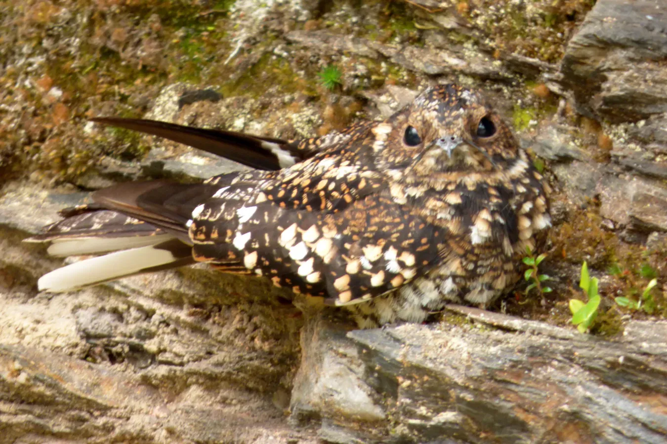 File:Systellura longirostris (Guardacaminos andino) - Flickr - Alejandro Bayer.jpg
