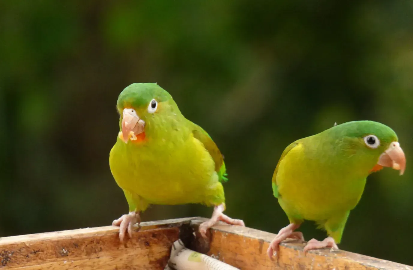 File:Brotogeris jugularis (Perico bronceado) (1) - Flickr - Alejandro Bayer.jpg