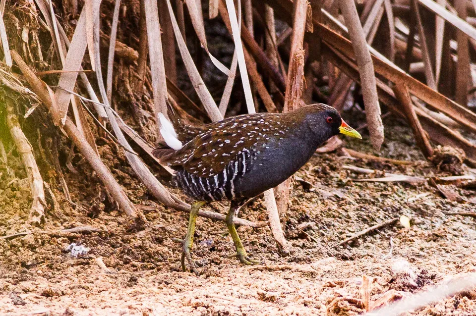 File:Australian Crake (Porzana fluminea) (8079583554).jpg