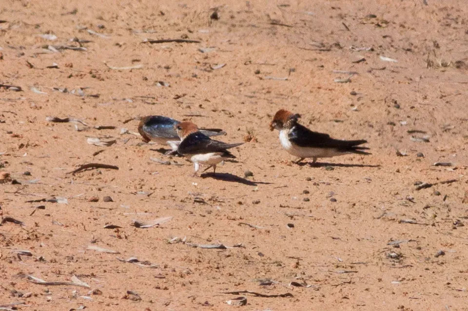 File:Fairy Martin (Petrochelidon ariel) (8079712277).jpg