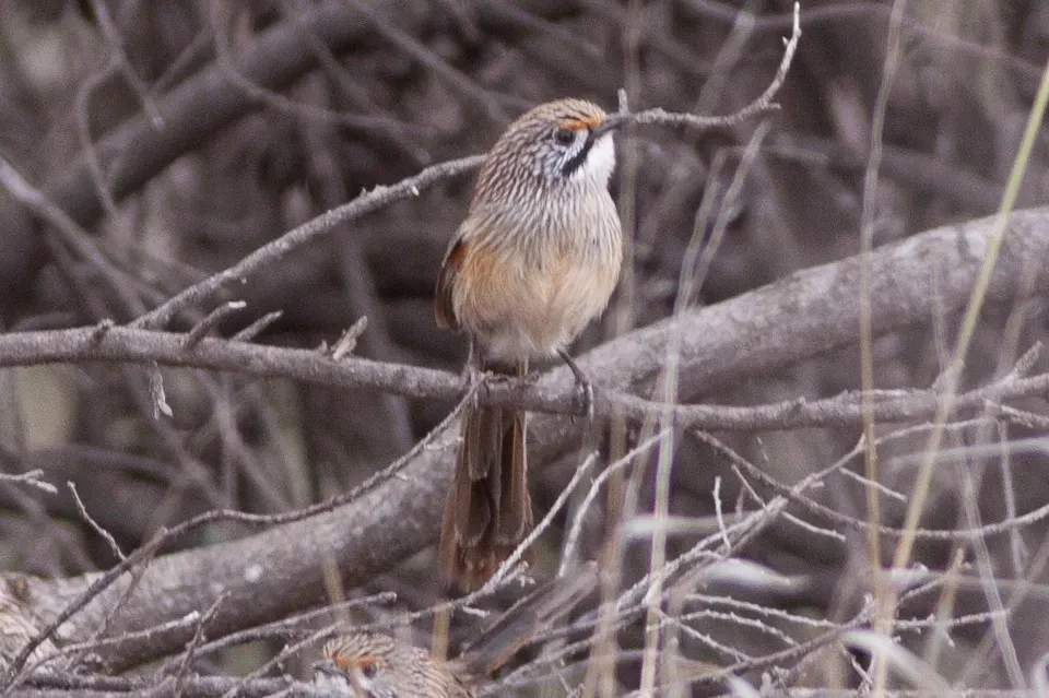 File:Striated Grasswren (Amytornis striatus) (8079650786).jpg
