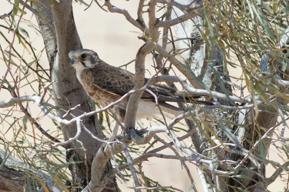 File:Brown Falcon (Falco berigora), Birdsville, South Australia (8079587227).jpg