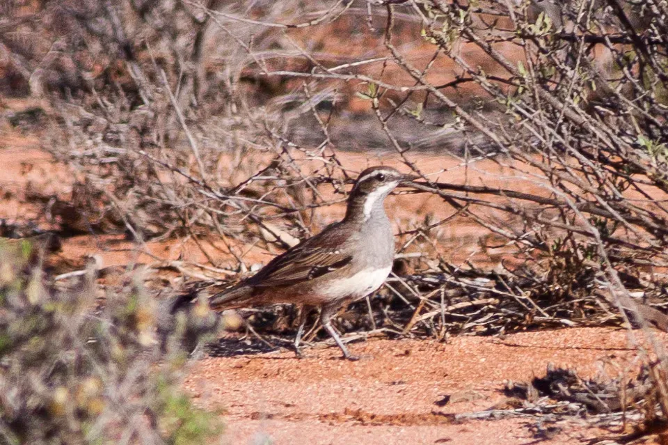 File:Chestnut-backed Quail-thrush (Cinclosoma castanotum) (8079679023).jpg
