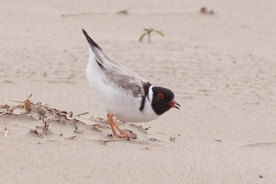 File:Hooded Dotterel (Thinornis cucullatus) (8079588476).jpg