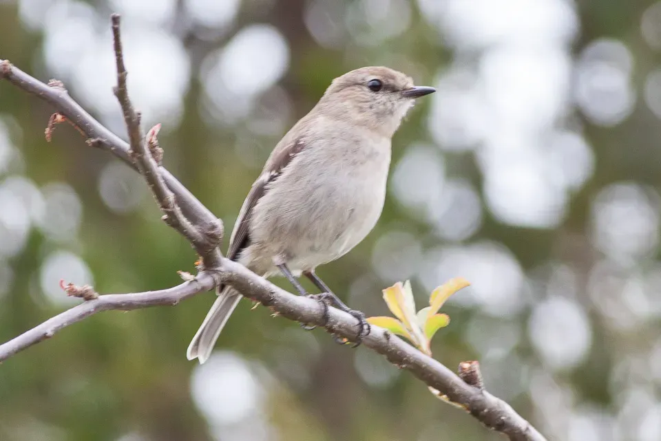 File:Dusky Robin (Melanodryas vittata) (8079702270).jpg