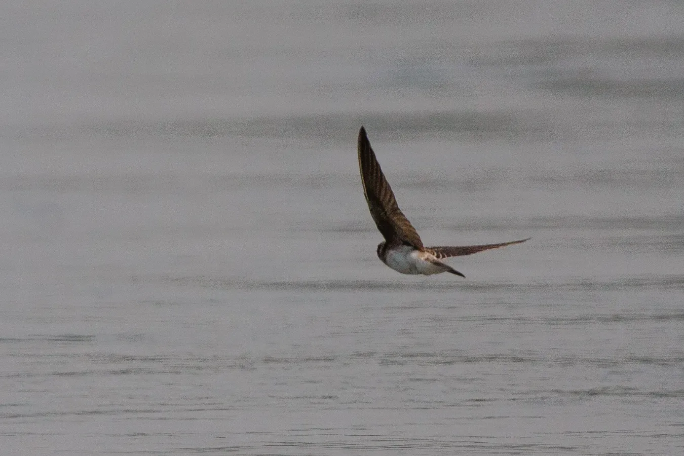 File:Grey-throated Martin (Riparia chinensis) (30357547261).jpg