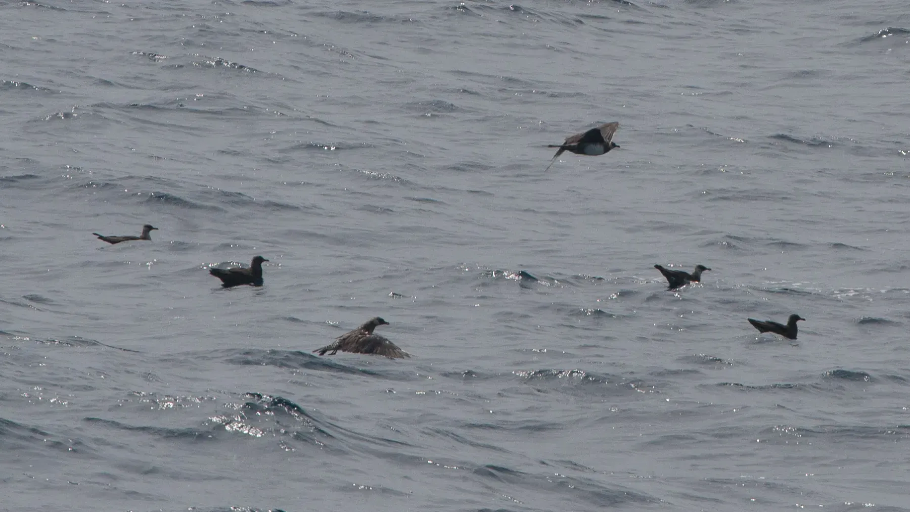 File:Pomarine Skua (Stercorarius pomarinus) (5802650625).jpg